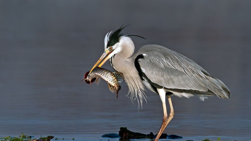 Un airone cenerino si erge in acque poco profonde, stringendo nel suo lungo becco giallo-arancione un pesce appena pescato.