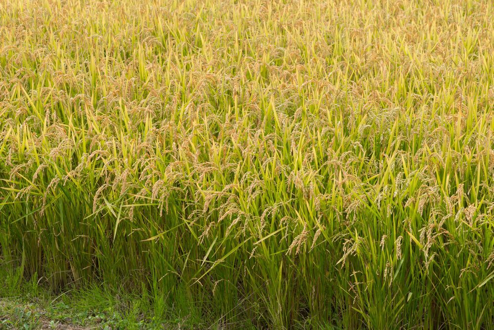 Un campo di alte spighe di riso dorate, pronte per il raccolto, immerse in una luce solare soffusa e calda.