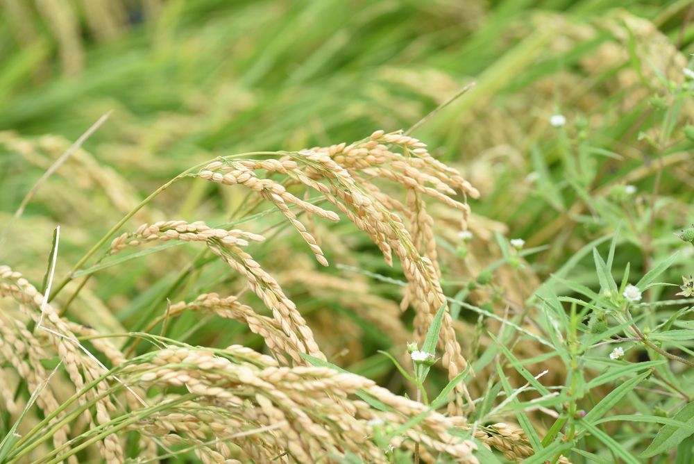 Steli di riso dorati che maturano in un campo verde, mostrando le spighe pronte per il raccolto.