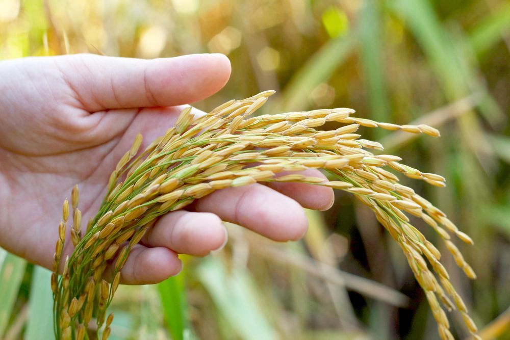 Un primo piano di una mano che tiene delicatamente uno stelo di riso maturo, di colore giallo dorato, in un campo.