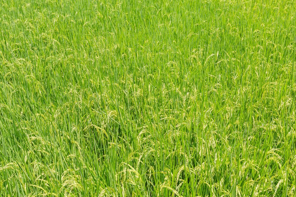 Un campo di riso rigoglioso e di un verde vibrante, con giovani piantine che ondeggiano leggermente nella brezza.