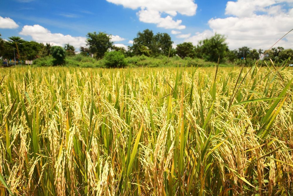 Un campo di riso color giallo dorato sotto un cielo azzurro brillante con soffici nuvole bianche.