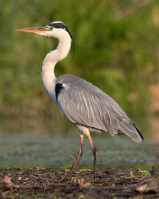 Un airone cenerino dal collo sottile e dal becco affilato si erge di profilo su una sponda fangosa, stagliandosi su uno sfondo verde sfocato.