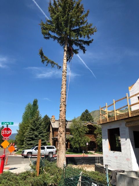 teton valley's best tree service providing removal of a large tree