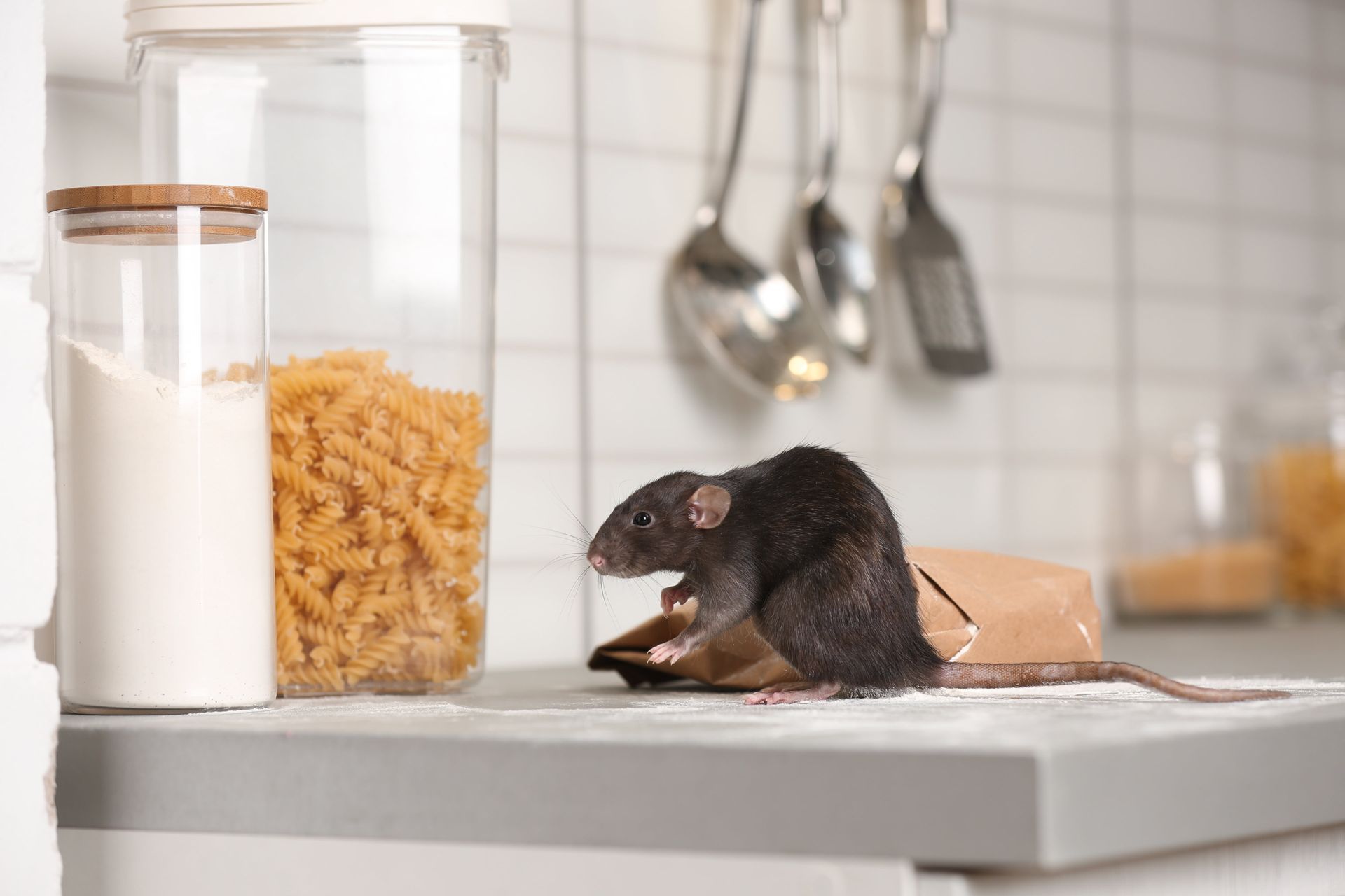 A mouse is sitting on a kitchen counter next to a jar of pasta.