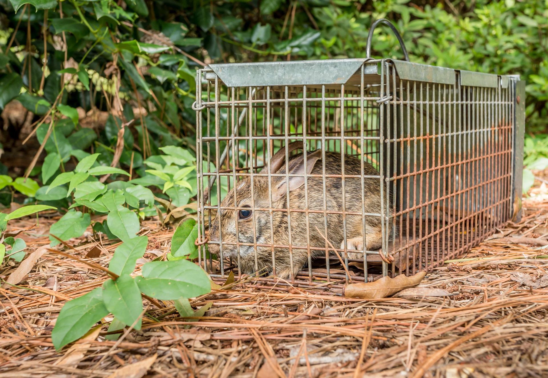 A rabbit is sitting in a cage on the ground.
