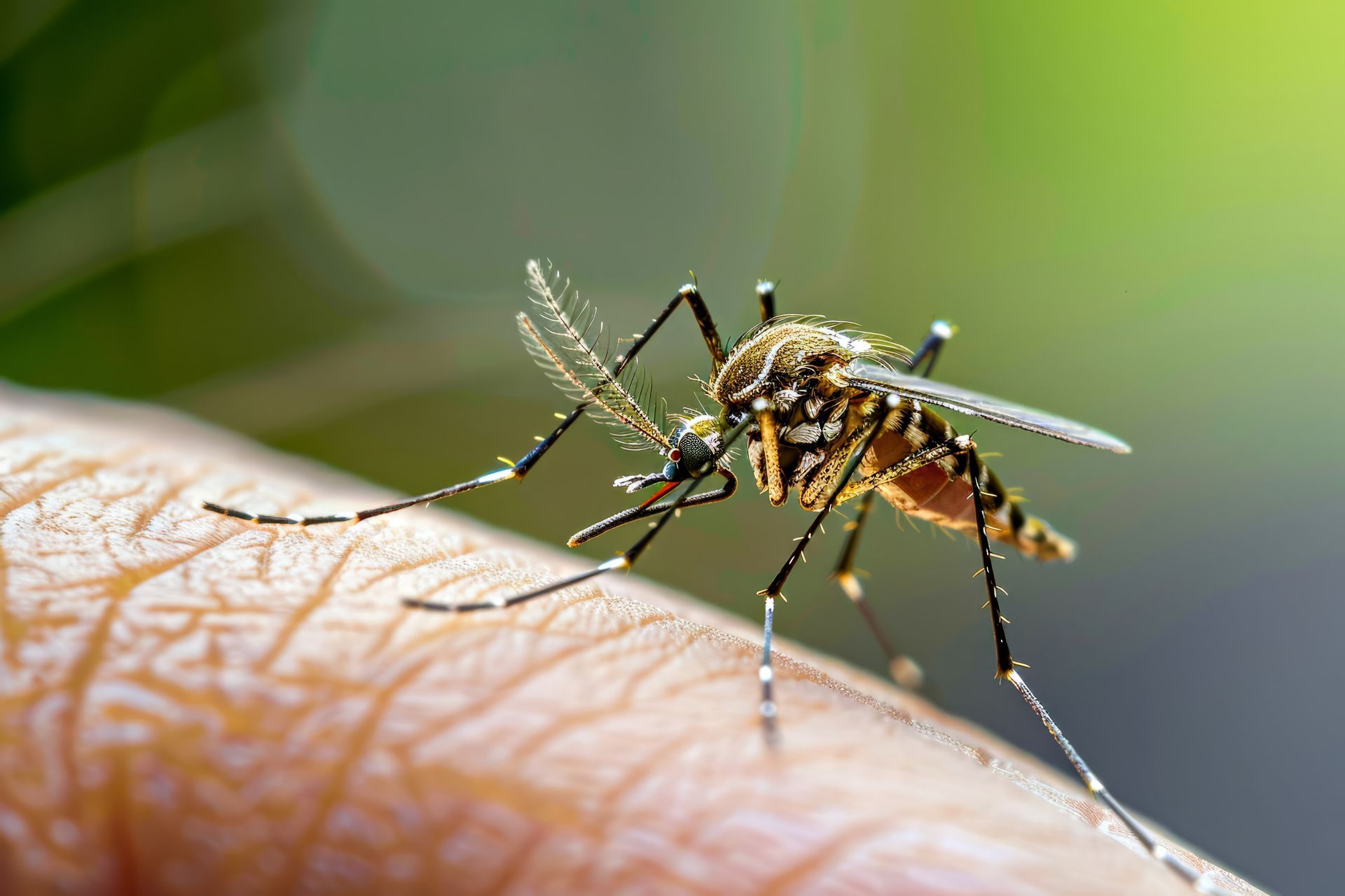 A mosquito is biting a person's arm.