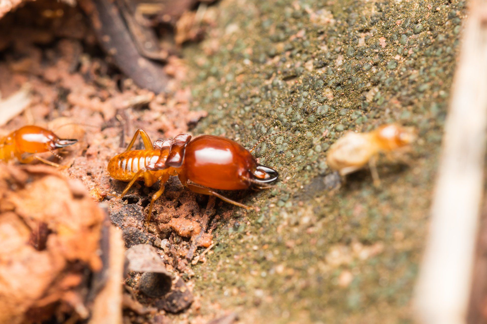 Pest Management — Termite in McDowell County, NC