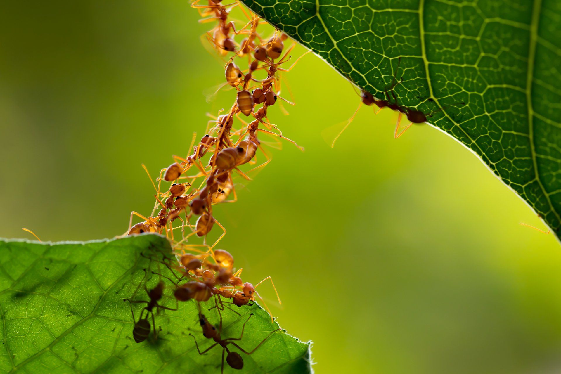 Bug Exterminators — Ant action standing.Ant bridge unity team in McDowell County, NC