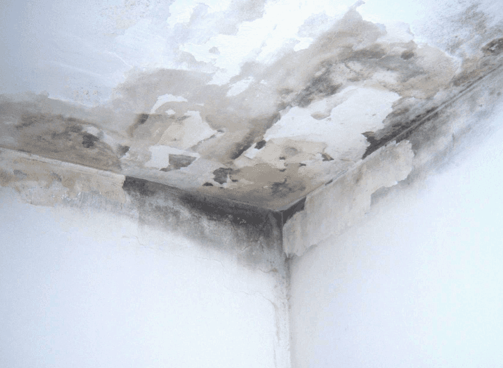 Un angolo di un muro su cui cresce della muffa.