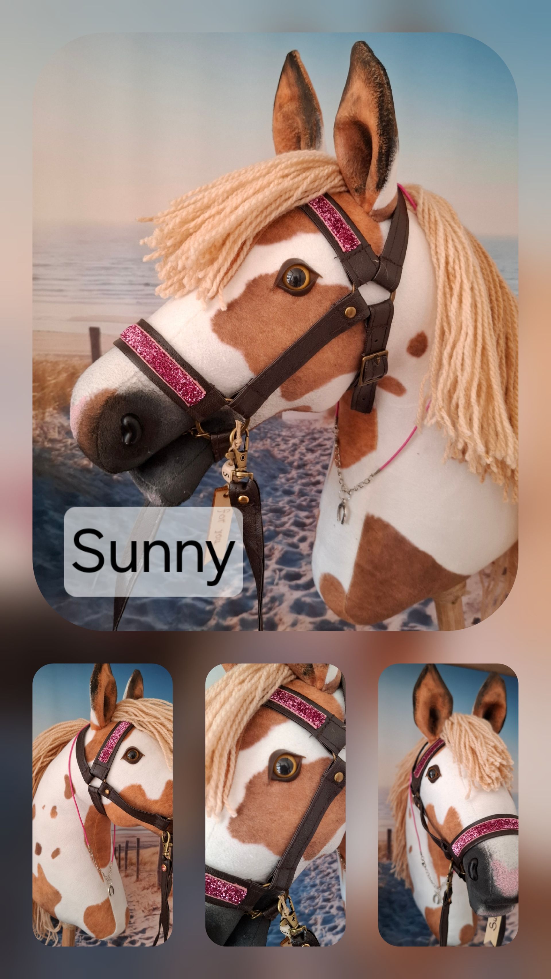 Beautiful piebald mare Sunny!