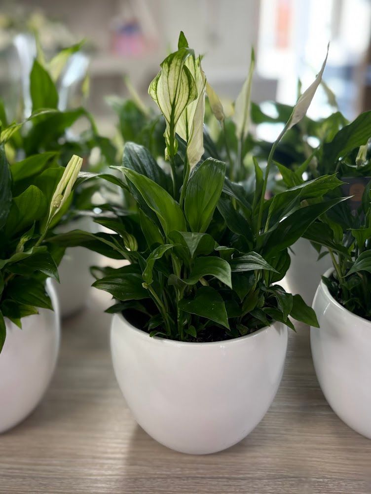 Potted peace lily plants with glossy green leaves and white flowers in white ceramic pots.