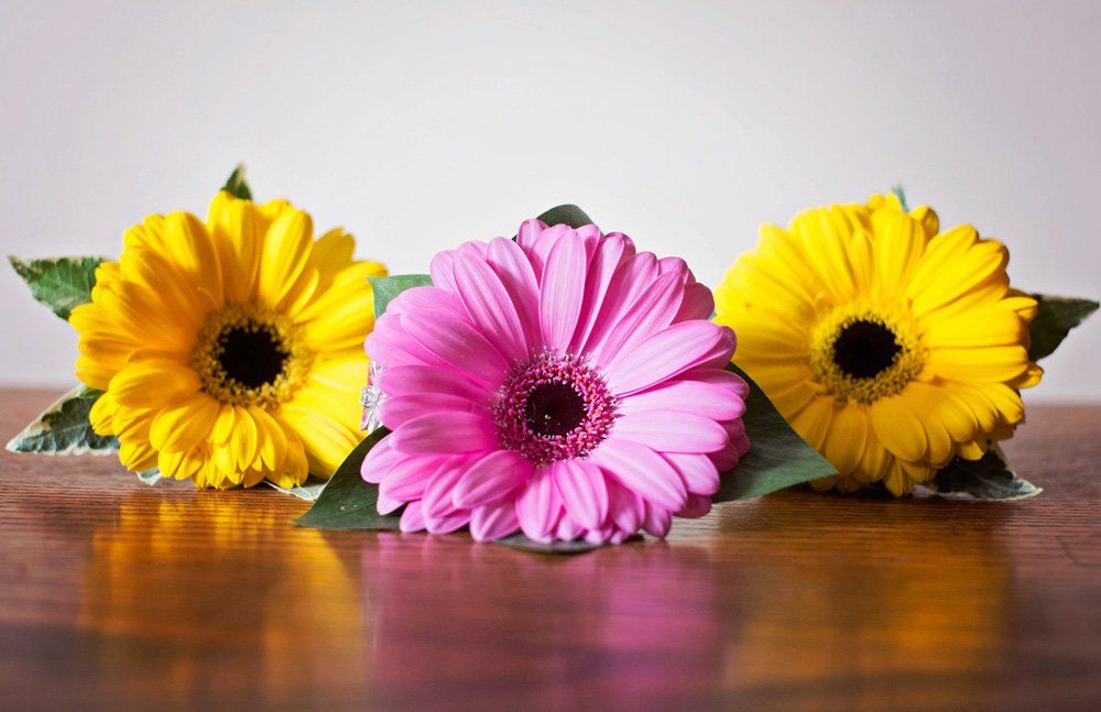 Three Gerbera daisies: yellow, pink, and yellow, arranged on a wooden surface with green leaves.