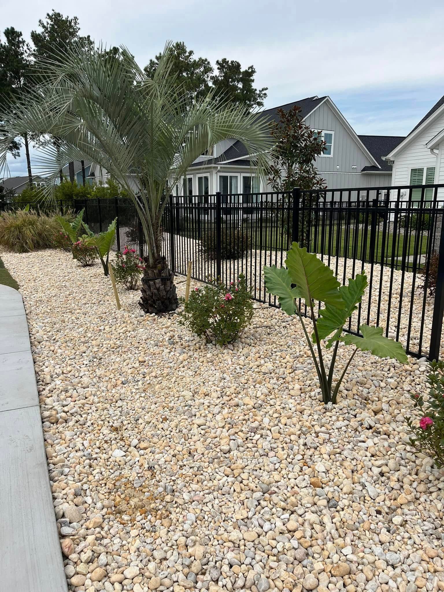 A gravel garden with a palm tree and a fence in front of a house.