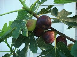 Fig tree photo