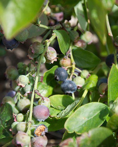 Blueberries photo