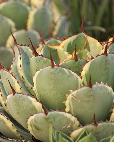 Cactus Plant in Marin, CA