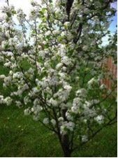 Tree with white blossoms photo