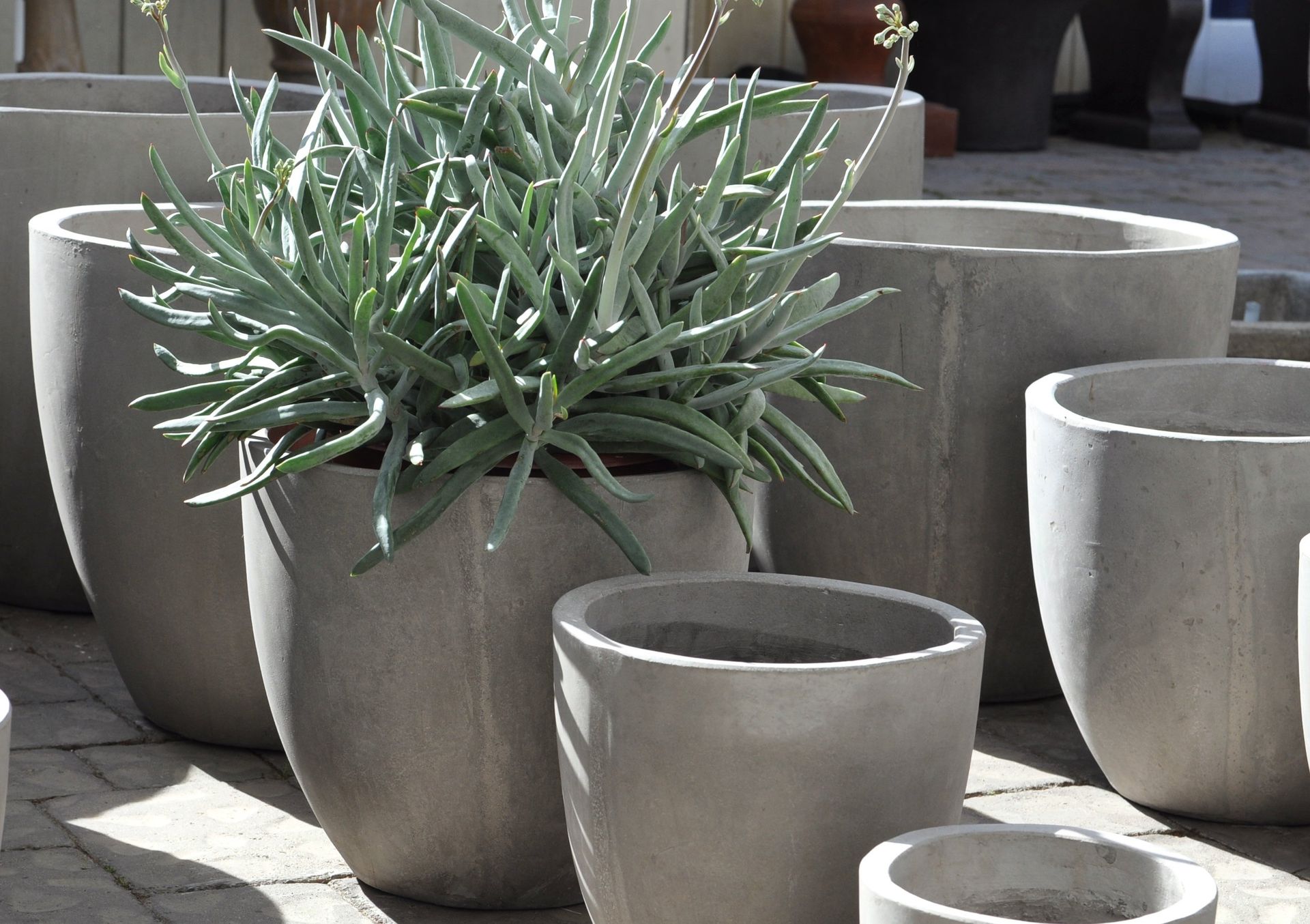 Potted plants photo