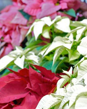 poinsettias