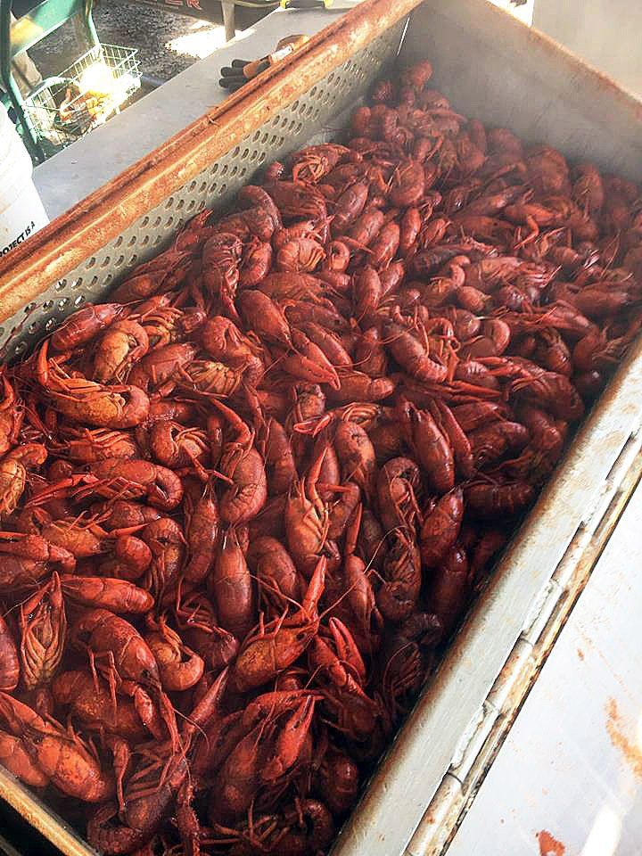 Fresh Crawfish bin