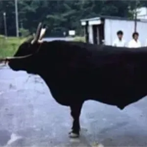 A large black Itozakura bull with horns is standing on a road