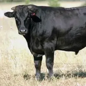 A black Hatshira bull is standing in a field of tall grass.