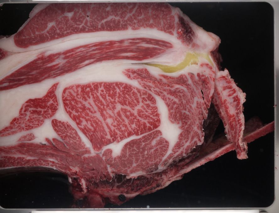 B901-sired carcass