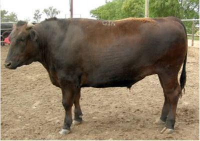 A large brown Hiranami bull is standing in a dirt field.