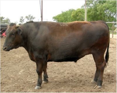 901 FB steer progeny