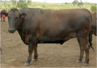 A brown Hiranami cow with a red tag on its ear is standing in a dirt field.