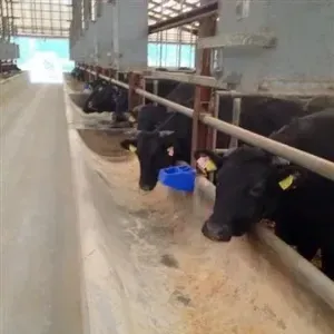 A row of cows are eating from a trough in a barn