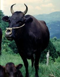 A black cow with horns and a rope around its neck is standing in a grassy field.
