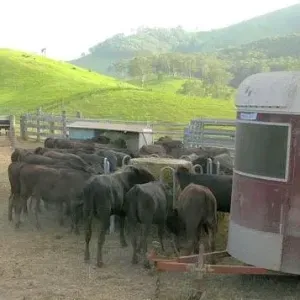 A herd of cattle are standing in a fenced in area near a trailer.