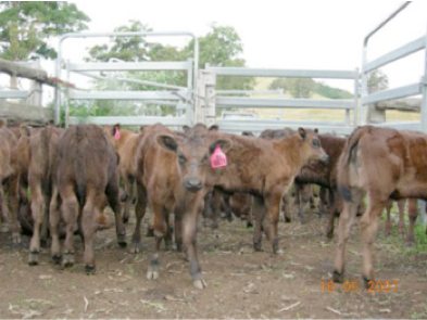 Wagyu Calves