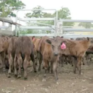 A herd of brown wagyu calves with pink tags on their ears