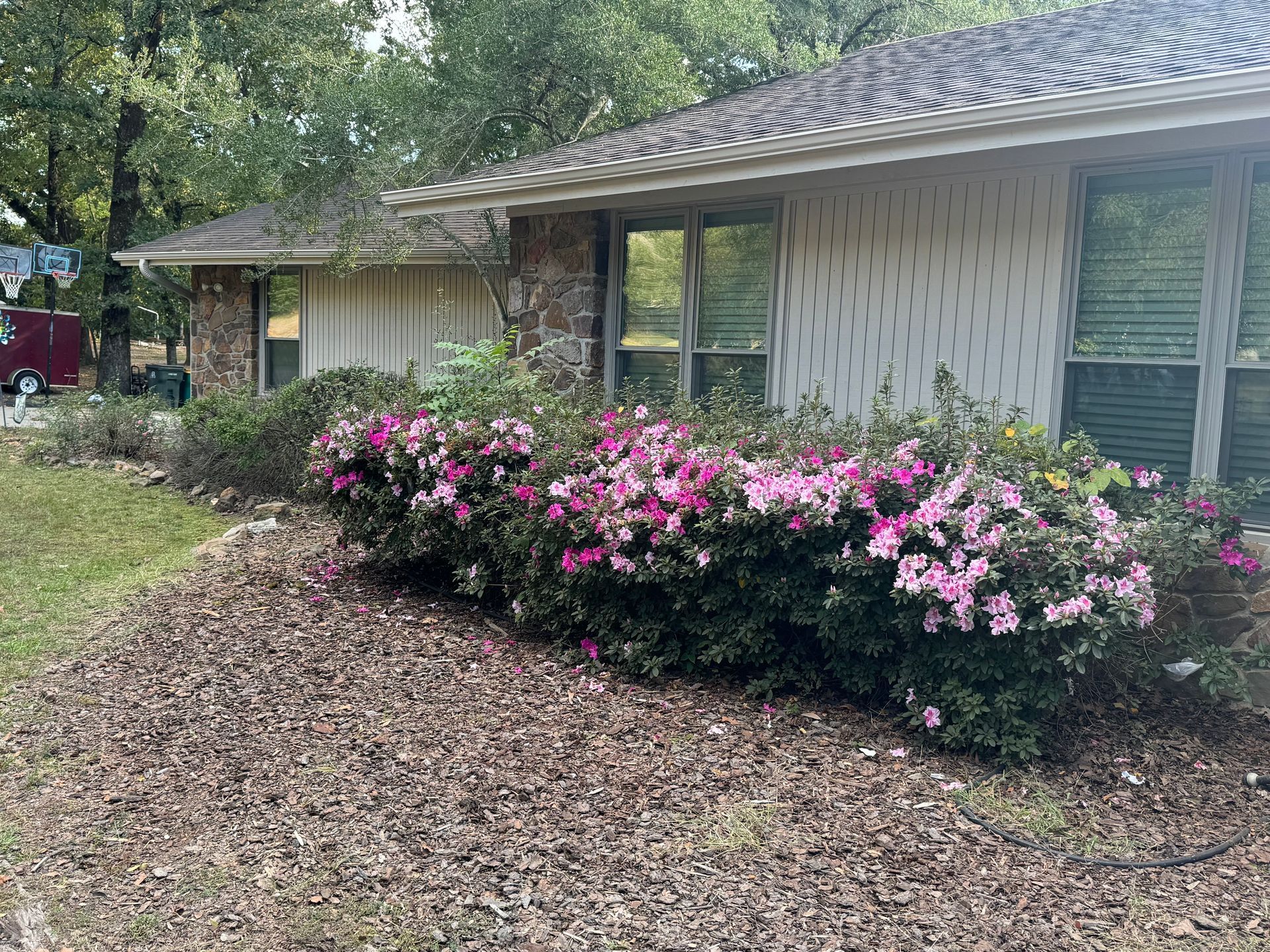 Low-angle view of a house with pink and purple azaleas blooming in a mulch-covered bed.