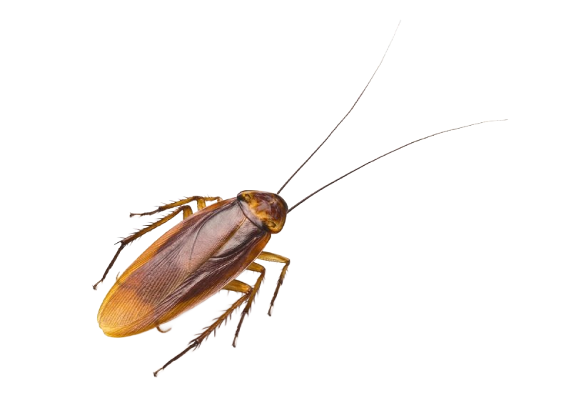 servizi disinfestazione da insetti e roditori a Bologna