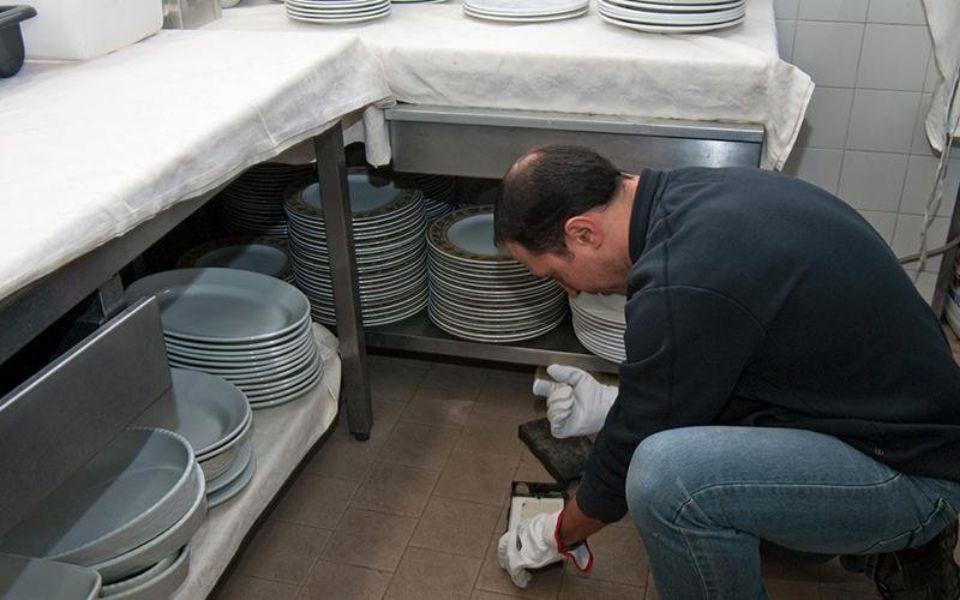 Controllo in ambito HORECA e disinfestazione da insetti e roditori a Bologna