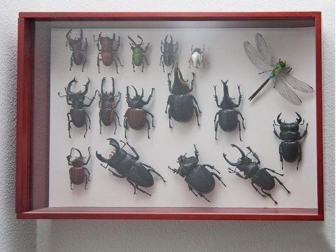 Collezione insetti