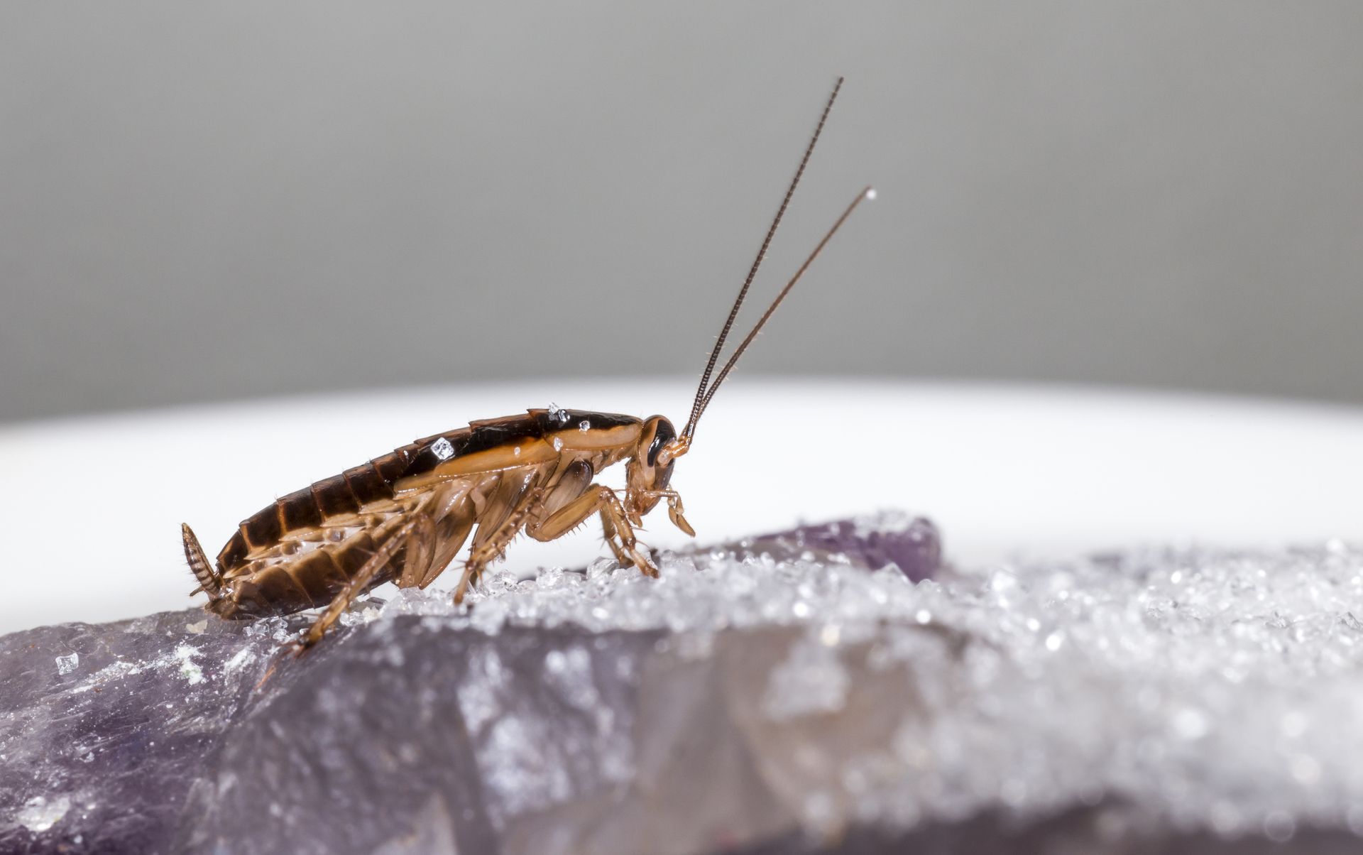 Blattella Germanica: perché i metodi fai-da-te peggiorano l’infestazione?