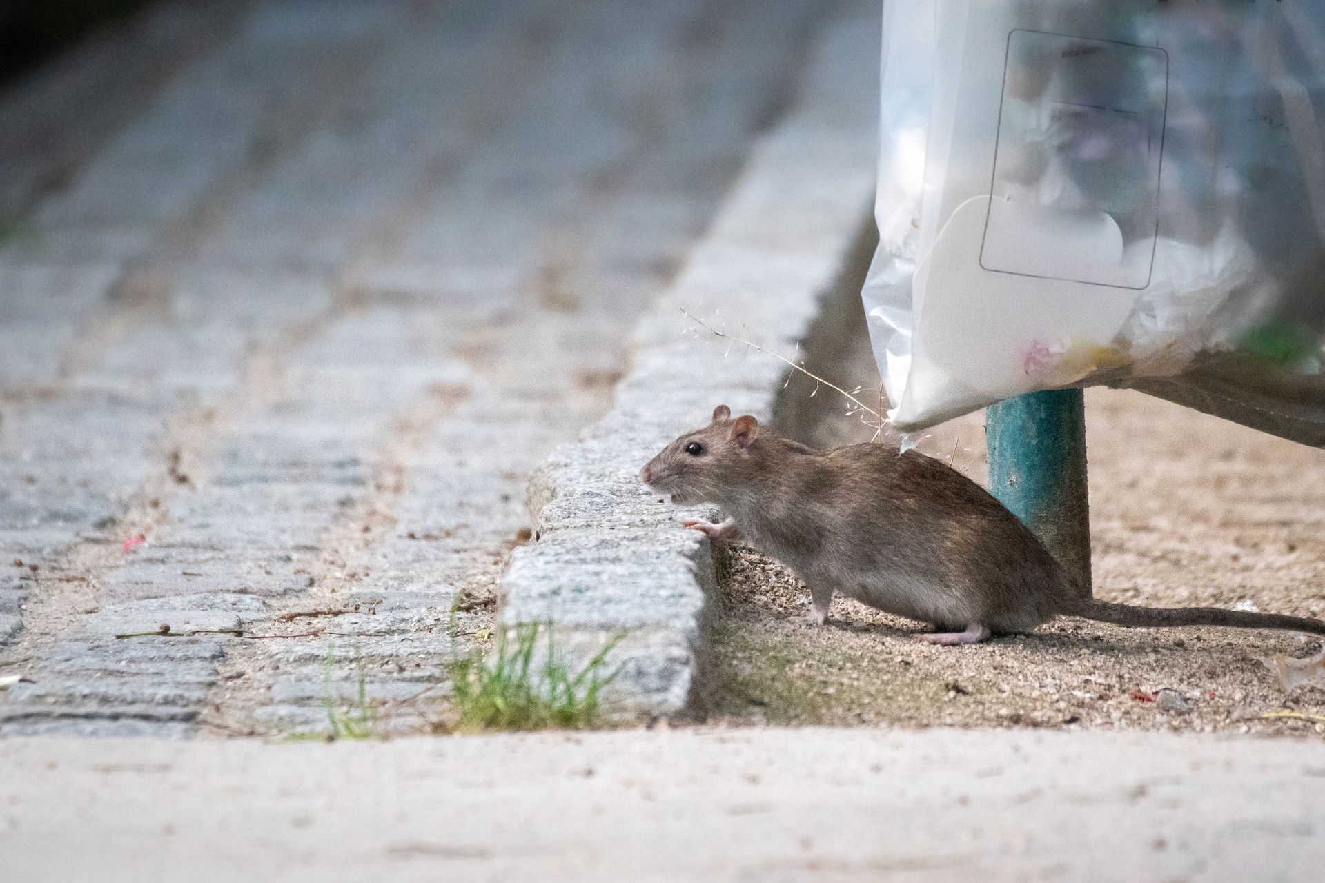 Derattizzazione: un’azione preventiva per ambienti più sicuri