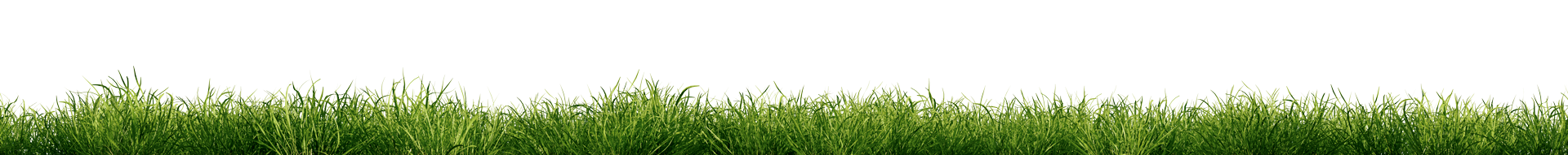 Gras