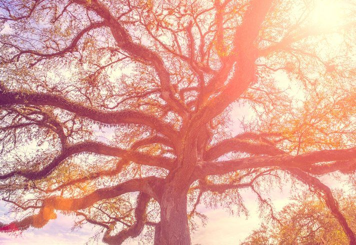 Live Oaks Tree — Jacksonville, FL — The Branch Manager Tree Service