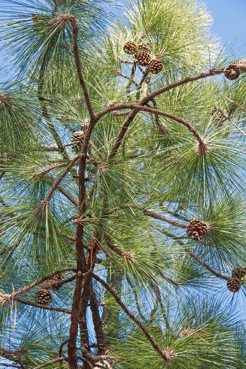 Longleaf Pines Tree — Jacksonville, FL — The Branch Manager Tree Service