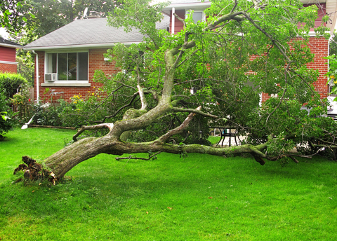 Emergency Tree Services — Restoring Property After Storm in Jacksonville, FL