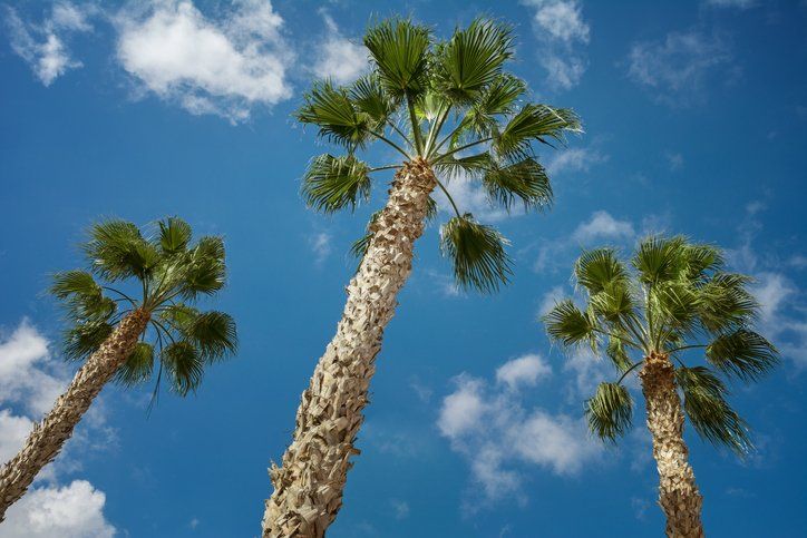 Sabal Palm Tree — Jacksonville, FL — The Branch Manager Tree Service