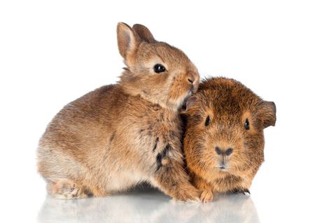 Bunny and Guinea Pig Snuggle — Honolulu, HI — The Pet Clinic