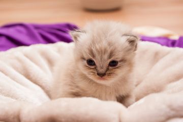Kitten Health Examination — Honolulu, HI — The Pet Clinic