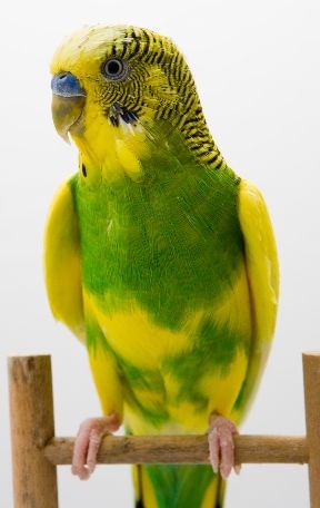 Parrot — Honolulu, HI — The Pet Clinic